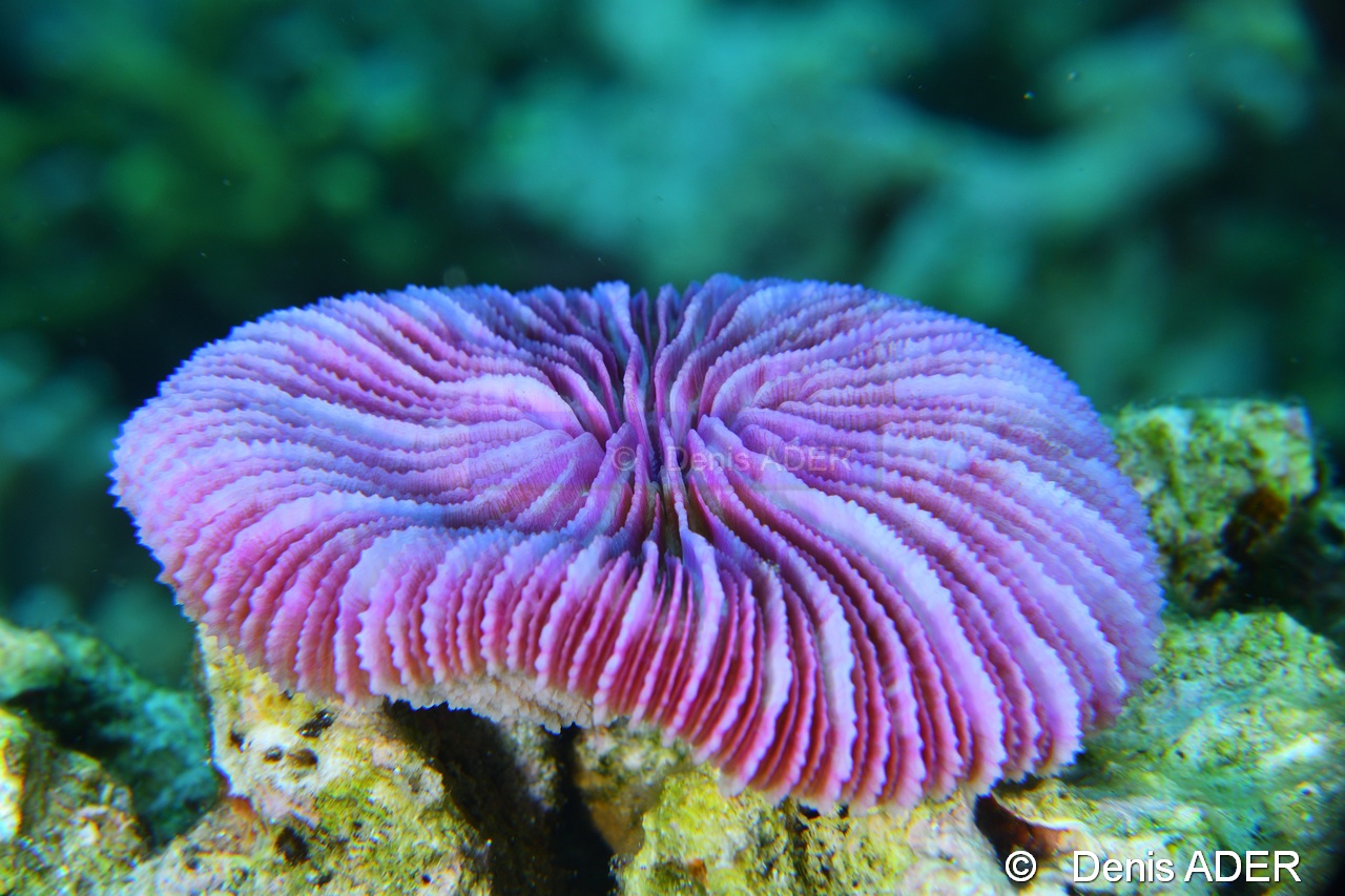 Fungia fungites fungia rond dentele dent de scie-Tomia Mari Mabuk-7m-20180525-Denis-ADER-DSC_0526_tn.jpg